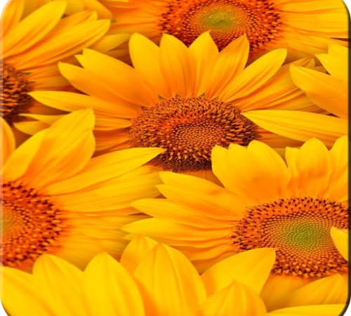 Sunflower Bliss Wallpaper: HD Wallpapers & Backgrounds for Nature Lovers